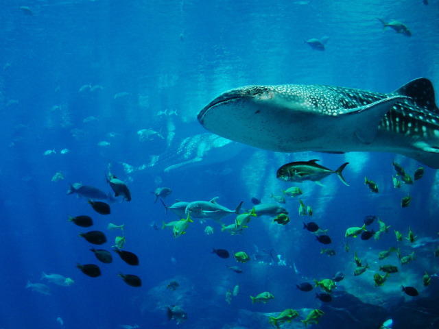 水族館デートで付き合う前の気をつけること4選は？