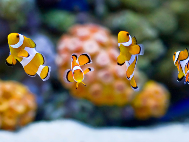 
水族館デートで付き合う前の気をつけること4選は？