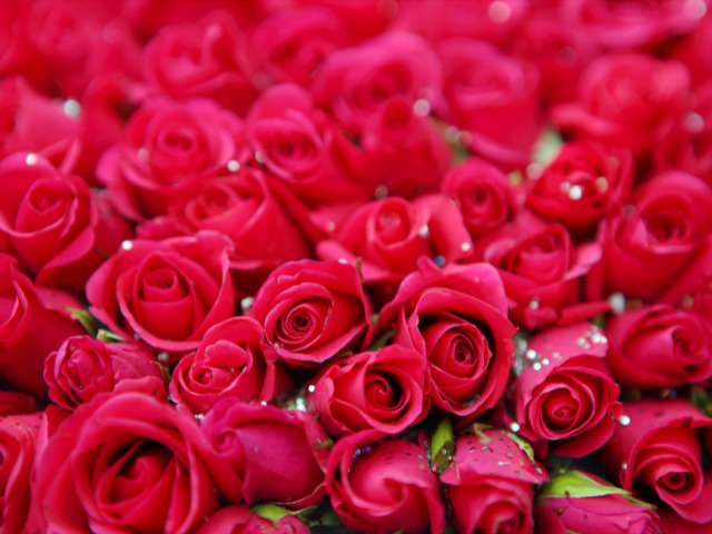 バチェロレッテ4脱落者まとめ！脱落順と脱落理由を一覧で徹底紹介！1